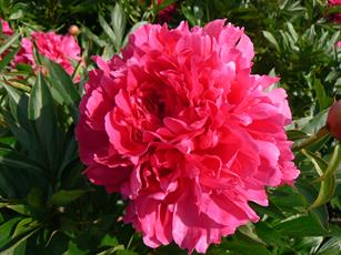 Paeonia Felix Supreme